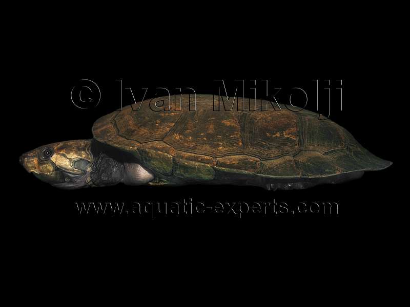 Big-Headed Amazon River Turtles